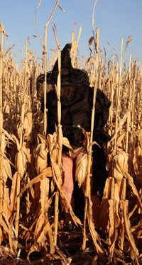 Happy Halloween from our Haunted Cornfield ;) :) :) :)